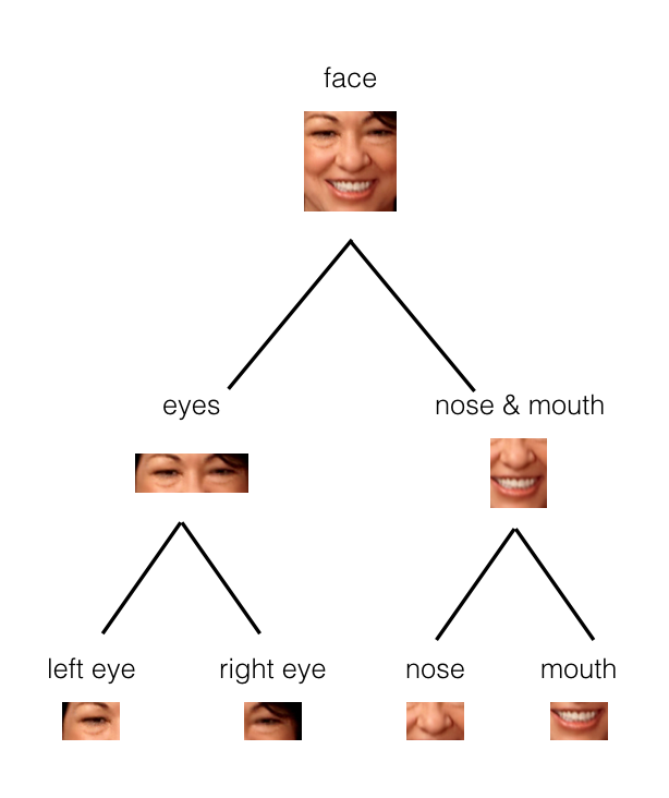 Tree child nodes that notice small facial parts (single eyes, nose, mouth, etc.) and parent nodes that put those observations together to form a whole face at the top of the tree.