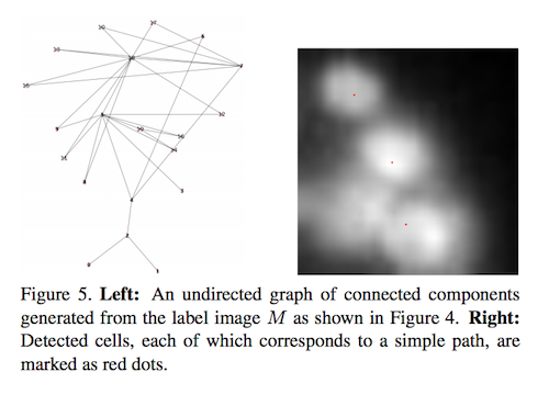 A graph corresponding to several cells.