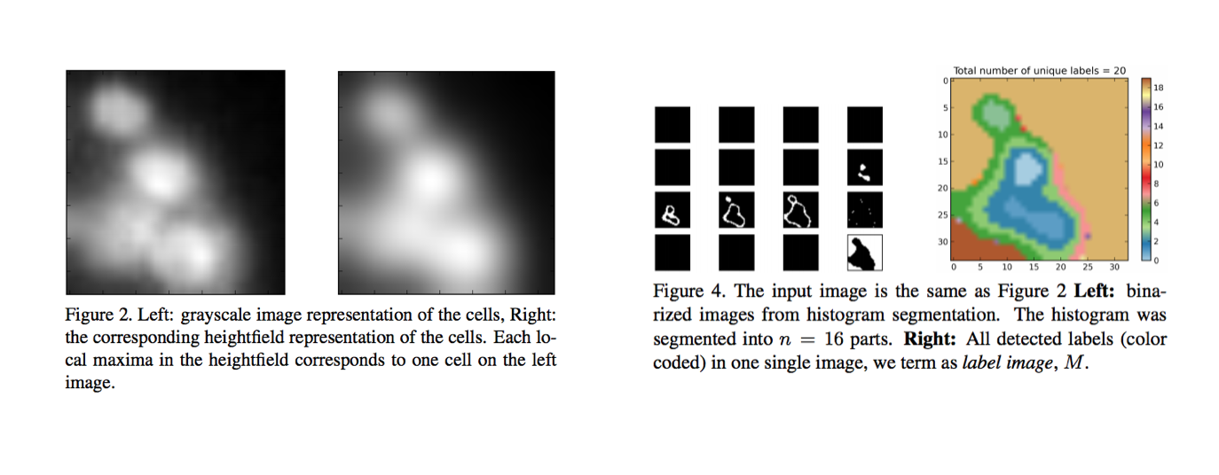 Cells segmented into different areas by brightness.
